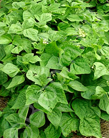 Bush Bean, 'Blue Lake'